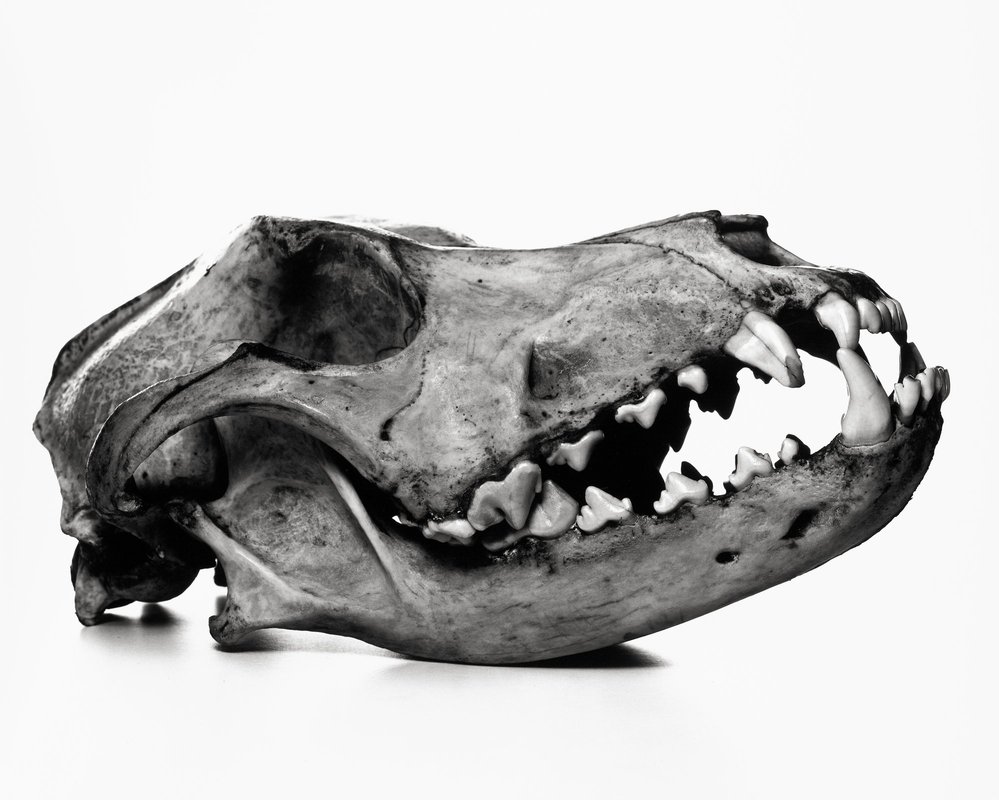 40+ Animal Skull Still Life Photography Images